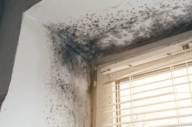 Affordable Mold Cleanup solutions in Withams, VA